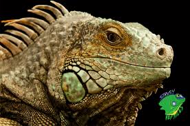 This city has a long history of quality in the reptile pet industry and we are continuing that high standard. Finding The Best Reptile Pet Store Online Strictly Reptiles