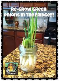 re grow green onions in the