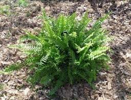 winter care for boston fern how to