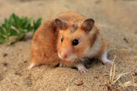 Pellets will make up the majority of your hamster's diet, but you can also offer hamster treats or fresh food (grains or vegetables). Hamster Facts Diet Habits Types Of Hamsters Live Science