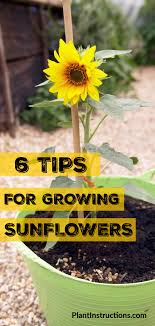 Of high importance is to ensure a proper moisture level for the seedbed before planting. 6 Tips For Growing Sunflowers Growing Sunflowers Growing Sunflowers From Seed Planting Sunflowers