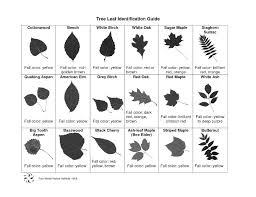 Michigan Leaf Identification Tree Leaf Identification