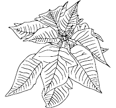 La flor de pascua es uno de los símbolos del invierno y de la navidad. Dibujo De Flor De Pascua Para Colorear Dibujos Net