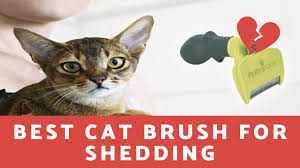 The number one way is pretty straightforward: Best Cat Brush For Shedding Youtube