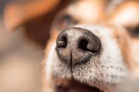 hair loss on the snout of a dog cuteness