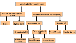Nerves Of The Body