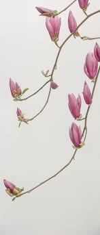 Lovepik > flower wallpaper for mobile images 180000+ results. Flower Wallpapers Free Hd Download 500 Hq Unsplash