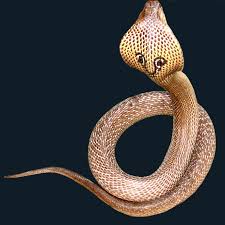 Whenever the snake fed its food, its size increased; New Records Of Snakes From Chitwan National Park And Vicinity Central Nepal Pandey Herpetology Notes