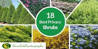 Fast Growing Privacy Plants