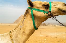 Looking for more camel toe? Egypt Scam At The Giza Pyramids Beware The Camels