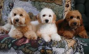 goldendoodle puppy breeders ontario