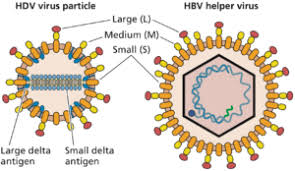 The ribonucleoprotein particle contains the genome surrounded by about 200. Twiv 546 Delta Blues And Chitlins This Week In Virology