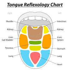 Reflexology Chart Stock Illustrations 99 Reflexology Chart