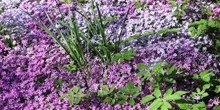 Perennial flowers have roots that reach far. 22 Best Ground Cover Plants Best Low Growing Perennial Flowers