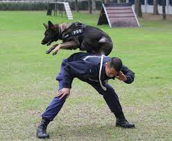 the dogs on hong kong police s dog unit
