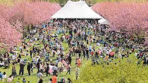 cherry blossom festivals in nyc