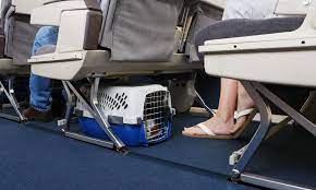 the most pet friendly airlines of 2024