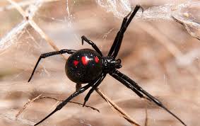 What do black widow spiders look like? Blog Modesto S Complete Guide To Black Widow Spiders
