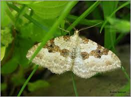 irish moths silver ground carpet