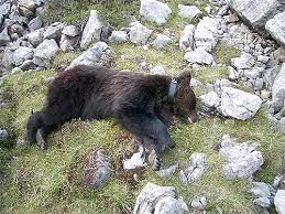 Orso bruno: in Svizzera catturato un giovane maschio. Il radiocollare  consentirà di seguirne i movimenti