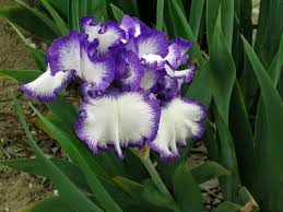 flowering bulbs story news events