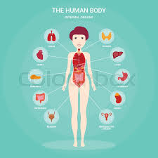 Anatomical illustration of a side view of the female internal organs, showing pancreas, spinal column, rectum, liver, stomach, transverse colon, small intestine, peritoneum, uterus, and bladder. Human Anatomy Infographic Elements Stock Vector Colourbox
