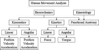 Types Of Movement Analysis 2 Download Scientific Diagram