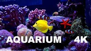 fond d ecran aquarium 4k poisson eau