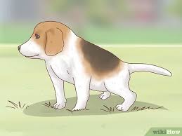 Learn the shots your puppy needs and why they are so important. 3 Ways To Care For An 8 Week Old Puppy Wikihow