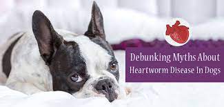 debunking myths about heartworm disease