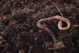 how to get rid of earthworms hunker