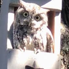 Owl Nest Box Screech Owls Veteran Made