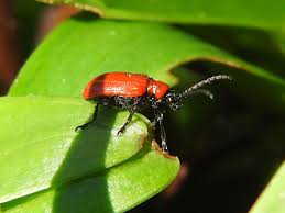 Rote käfer an lilien sind schädlinge, die vor allem lilien stark schädigen können. Kaffee Gegen Lilienhahnchen Tiergarten Blog