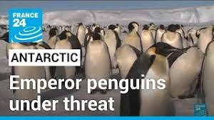 Loss of Antarctic ice decimates emperor penguin chicks, study says • FRANCE  24 English - YouTube