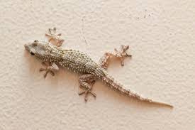 how to get rid of lizards quickly and