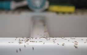 little black ants out of my bay area
