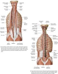 Muscles make up a large part of the anatomy (structure) of the back. Muscles Atlas Of Anatomy