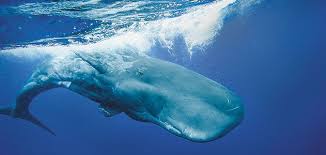 Height of the blow, size of the fluke, daily amount of food and every other ranking in the world of maritime mammals: The Sperm Whale S Deadly Call Science Smithsonian Magazine