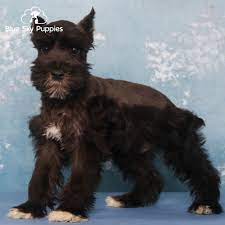 mini schnauzer puppies in