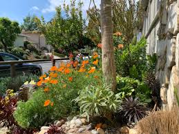 A Drought Tolerant California Garden