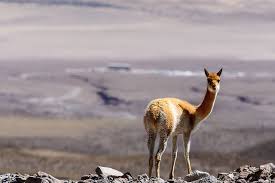 Know Your Camelid Is It A Llama Alpaca Guanaco Or Vicuña