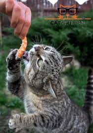 Though cats can eat raw shrimp, it isn't recommended in case the shrimp is carrying traces of antibiotics, fungicides or other potentially toxic benefits of shrimp for cats. Can Cats Eat Shrimp Do They Prefer Cooked Or Raw