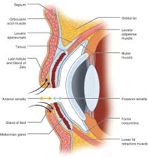 the normal eyelid springerlink