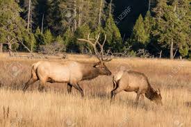 Use the initial arc as a guide to draw the elk's ears. Rutting Bull Elk And Cow Stock Photo Picture And Royalty Free Image Image 56439646