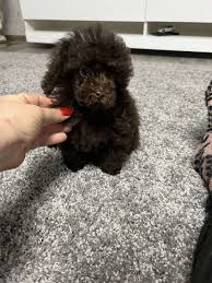 ketty purebred healthy toy poodle