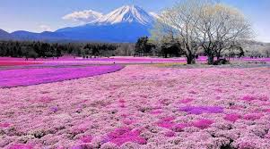 Tak heran, bunga ini terlihat diseluruh penjuru negeri sakura bunga sakura biasanya mekar pada musim semi, yakni antara akhir bulan maret sampai akhir bulan juni. 6 Tempat Menarik Di Jepun Yang Wajib Pergi Muslimtravelbug