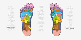 Interactive Foot Reflexology Chart For Websites Codemyui