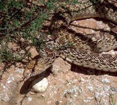 They imitate the venomous rattlesnake as a defense mechanism, but. Mistaken Identity Gopher Snakes Mtpr