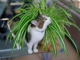Are Spider Plants Toxic To Cats The