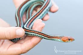 Garter snakes are among the most common snakes in north america, with a range spanning from canada to florida. Endangered Neighbor San Francisco Garter Snake Sebastian Kennerknecht Photographysebastian Kennerknecht Photography